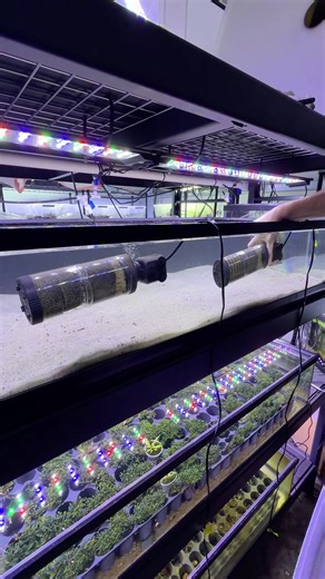 Scarlet Badis Breeding Project: Tank Setup & Selecting TWO New Pairs! #dario #nanofish #fishbreeding #fishroom #dakuaquatics