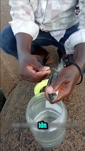 Strange Fishing Technique Using an Umbrella to Catch a Whole School of Fish!