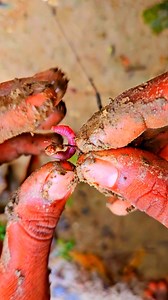 Fish Catching with earthworm after rain | Kolkata Fishing