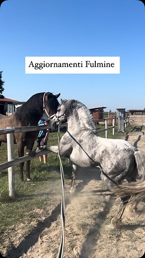 Lilia Troni on Instagram: "Ecco i primi aggiornamenti riguardanti Fulmine. (Per farvi capire la timeline, lui è arrivato l'8 agosto, per questo i video stanno uscendo tutti insieme) Le prime due settimane come vedete non sono andate benissimo, ma piano piano sta iniziando a fidarsi. Bisogna ricominciare da capo nell'educazione e nella manipolazione, ma sono molto fiduciosa. Io vedo tanto in lui e spero che un giorno possa sbocciare. Intanto vi lascio questo video e vi dico solo che ne vedremo de