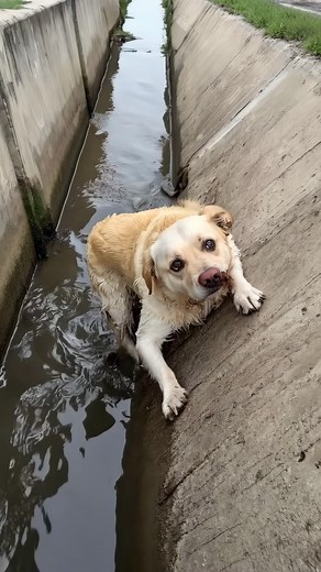 46 reactions · 5 comments | """Trapped, exhausted, and losing hope… this poor dog struggled in a deep, water-filled hole with no way out. Just when it seemed the end was near, a stranger appeared—changing everything.  Find out what happened next in the first comment  #RescueStory #HeartwarmingMoments #NeverGiveUp #AnimalRescue #SavedFromTheStreets #PuppyLove #InspiringRescue #DogsDeserveBetter""" | Tails of Hope | Facebook