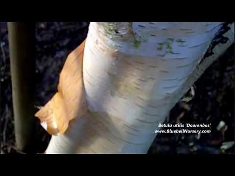 Betula utilis var. jacquemontii 'Doorenbos' (Himalayan Birch)