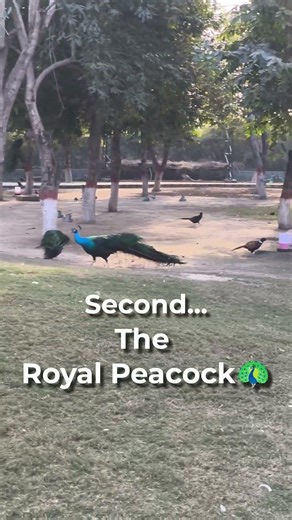 These Birds Look Unreal… Wait Till You See the Last One 😳🦢
