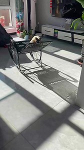 This cat scares me🥲 | Kitten Overload