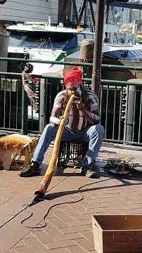 An Australian aboriginal man plays a didgeridoo musical instrument @ Circular Quay