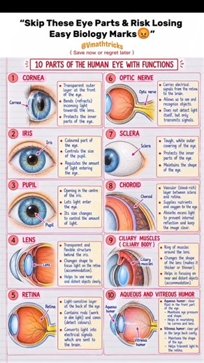 10 important human eyes and functions 👀📝 #students #humanbody #humaneye #biology #neet #exam #cbse