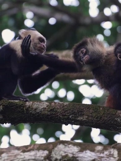 Extraordinary interaction between Capuchin and Spider monkey