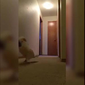 1.8M views · 22K reactions | Cockatoo runs around shouting nonsense...  Provided by: ViralHog | LADbible | Facebook