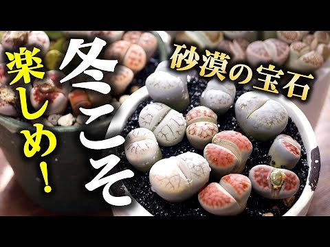 【冬に熱い園芸！】まるで”宝石”のような観葉植物を育てよう♪【多肉植物リトープスの育て方】
