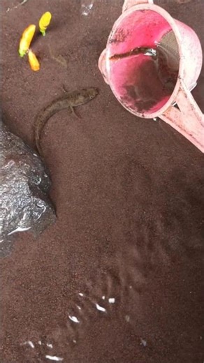 snakehead fish attack,a snakehead fish.. ...- SNAKEHEAD FISH #shorts #fish #channa #viralvideo