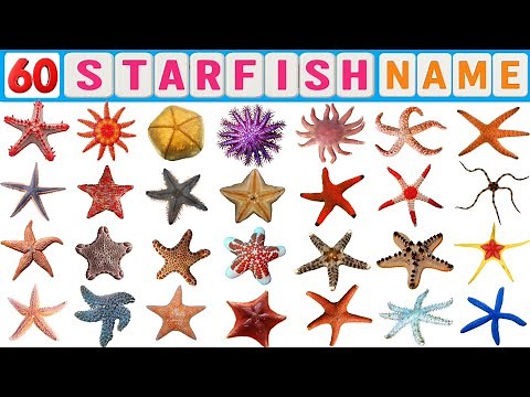 Species of Starfish ll 60 Starfish Names in English With Pictures ll List Sea Star ll Starfish Vocab