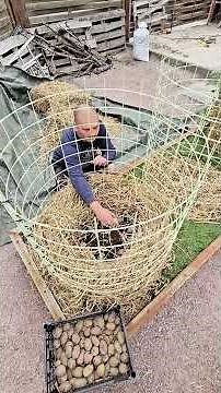 Experiment in Growing Potatoes