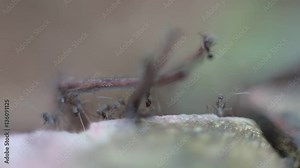 Macro of a group of ants attacking and eating a giant crab spider in the mountain, Lots of small ants carry dead spider to nest for food-Dan