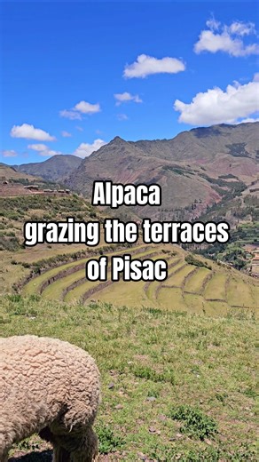 🦙 #pisac #sacredvalley #peru #incas #history #terracegarden #travel #cusco #nature #alpaca