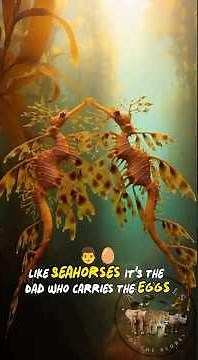 Leafy Sea Dragon 🐟 – Australia’s Underwater Master of Disguise #seahore #marineanimal #animalshort