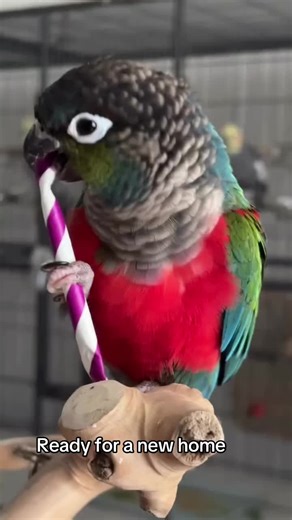 exoticparrotsfarm (@exoticparrotsfarm)’s videos with original sound - exoticparrotsfarm