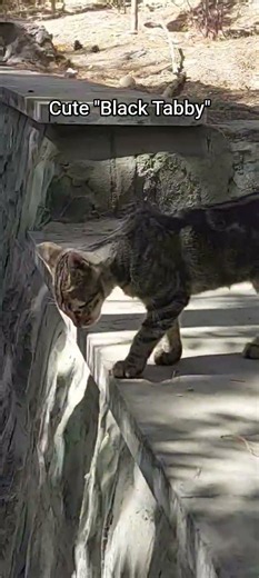 Curious Black Tabby Explores Everything! 🐱🐾 #shorts