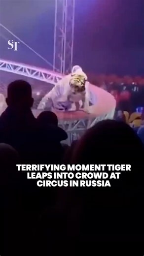 Terrifying moment tiger leaps into crowd at circus in Russia