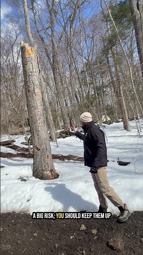 Should You Keep a Dead Tree? Why Snags Can Be Beneficial