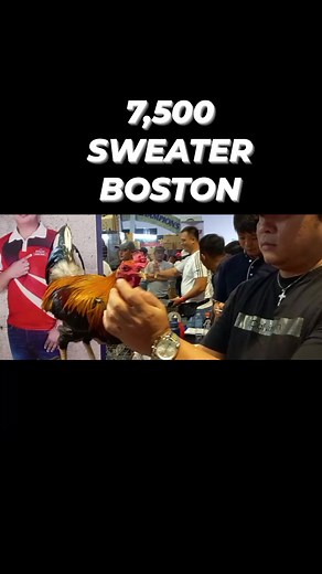 SWEATER BOSTON 7 FIVE #sweater #rooster #roosterlove #kelso | ALLAN ANDES GAME FOWL