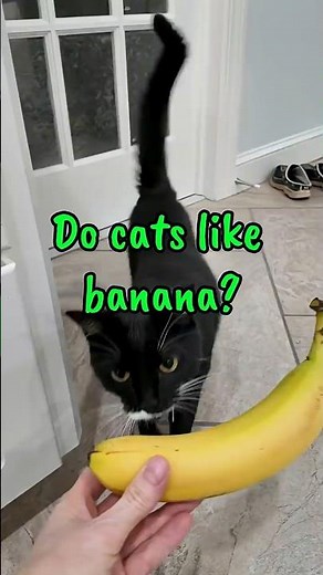 Can cats eat bananas? Mine absolutely can and are obsessed.