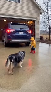I need a dog like this 🐶💙 #dog #animal #protector | Status.ai
