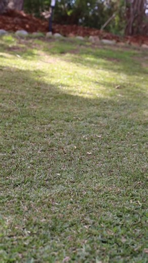 🎙️ Episode 3: Scalping & Scarifying ✂️🌱 Both Leon and Clint are onto the next stage of their Lawn Tips lawn care homework… scalping and scarifying their lawns like true suburban warriors. Leon got caught out phoning a friend (thanks Lonergan Plumbing for the mower! 🙌), while Clint’s jumped in to lend a “helping hand”… though we can’t help but wonder if it’s sabotage in disguise. 👀 The lawns are thinning, the rivalry’s thickening and only time will tell who comes out greener on the other side