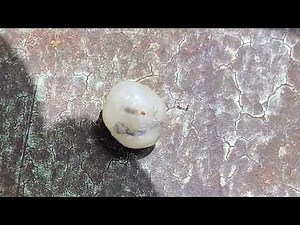 Kamu’s Jigger Laying Eggs - subscribe and watch full video - https://riseupsociety.net