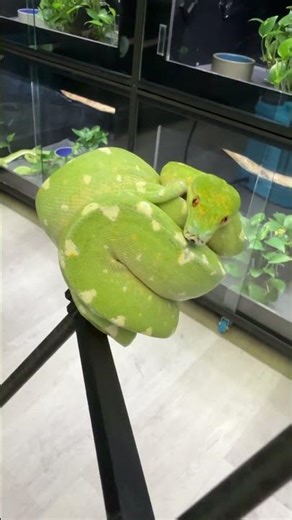That next level green tree python! #greentree #reptile #nextlevel