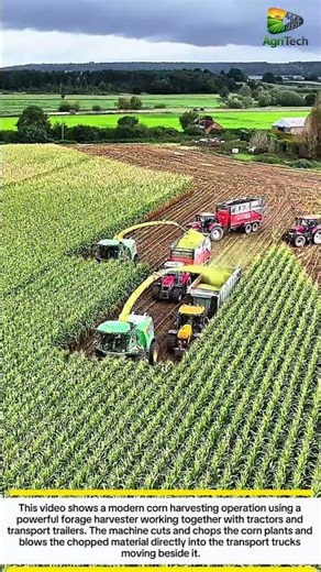 Modern Corn Harvesting Machine Working in the Field | Powerful Forage Harvester Technology
