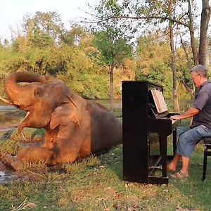 He plays music for ELEPHANTS and it's amazing ❤️ (via Paul Barton/YT) | Overtime
