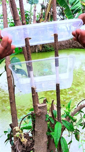 Multiply plants🪴 #bonsaitree #multiplyplants #fblifestyle #diy | Dekino Garden