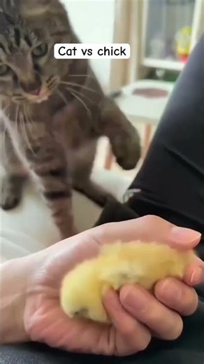 Cat vs chick #cat #kitten #funny #catvideos #catshorts #shorts #viral #subscribe #chicken