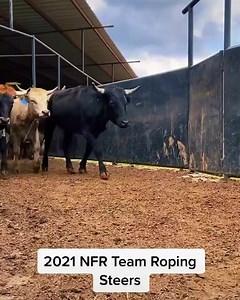 4.4K views · 73 reactions | Of course Hill Rodeo Cattle is...