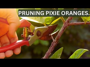 PRUNING PIXIE ORANGES.