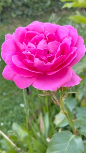 Bright Pink Roses in Bloom – Beautiful Spring Garden