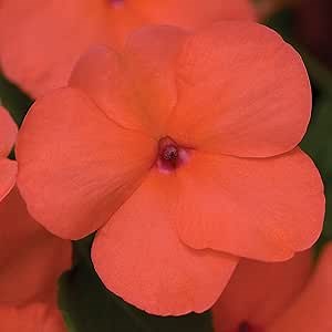Outsidepride Xtreme Salmon Impatiens Flower Seeds - 75 Pcs Annual, Compact & Pollinator Friendly, Impatiens Seeds for Planting w/Vibrant, Abundant Blooms for Shade Gardens & Container Displays