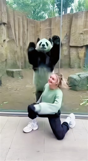 This Panda Can Really Dance #funny #animals