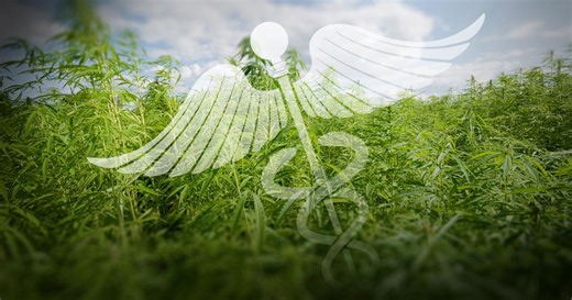 Wait to buy medical marijuana in Kentucky continues for more than 15,000 cardholders