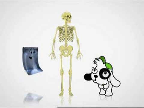 Discovery Kids - Doki Descubre - El Esqueleto Humano