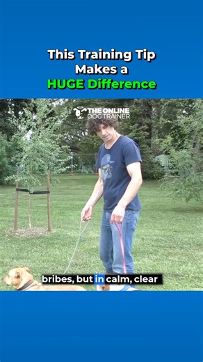After helping thousands of dogs, I’ve realized that most "training tricks" only scratch the surface. My approach is different: we go deeper. When you truly understand the why behind your dog’s actions, the struggle ends. They don’t just learn—they become calmer, more intuitive, and naturally obedient. That’s the secret sauce to a lifelong bond. Learn more about this training strategy in my FREE webinar. Register in the link in the comment section. | Doggy Dan
