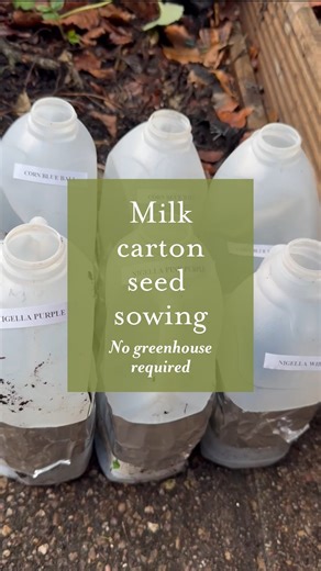 How to sow seeds over Winter without a greenhouse. You just need an empty milk carton. Here’s how we sowed a selection of seeds… 1. Clean the milk jug and discard the lid 2. Cut ¾ around the milk jug halfway up. Don’t cut completely 3. Put holes in the bottom 4. Fill with pre moistened compost 5. Sow seeds (cornflower and nigella work great). Make sure you tamper the seeds to ensure good contact with the soil 6. Cover with a light sprinkling of moistened compost 7. Seal up. We used aluminium tap