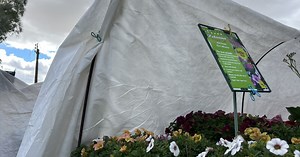 Even plants can get cold — here's how to keep them safe during a freeze