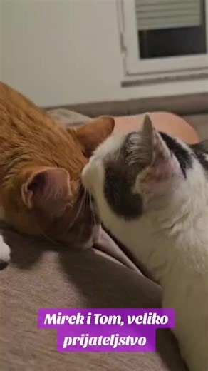 Marko Tomasović on TikTok