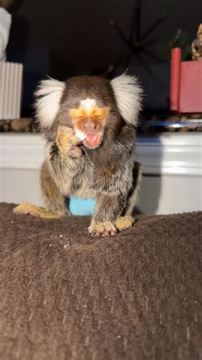 Tiki & That Kiteboard Couple on Instagram: "Smarties before bed, night, love yall! See you tomorrow 😴 good night sleep tight! #tiki #goodnight #bedtime #smarties #nitenite"