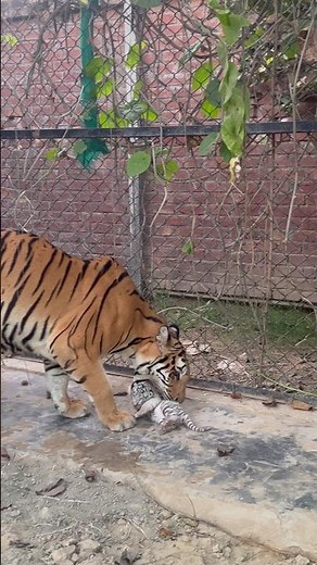 Series 18: Holding a Tiger Cub: Dos and Don'ts 😩🐯