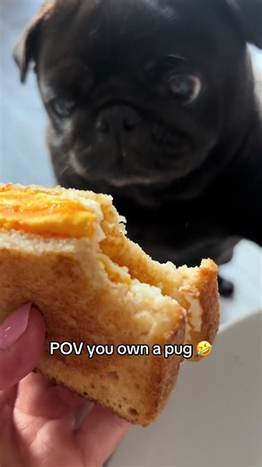 Life with a Pug: Hilarious Moments and Joyful Adventures