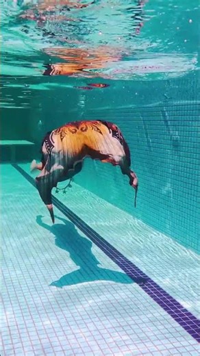 #Magictail Eco-Friendly Mermaid Tail That Feels Like Second Skin 🌊