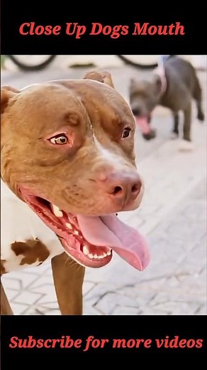 Close-Up Mouth! Dogs Showing Their Teeth! 😬🐶 | Real Canine Power! #animaldocumentary #animals #dogs