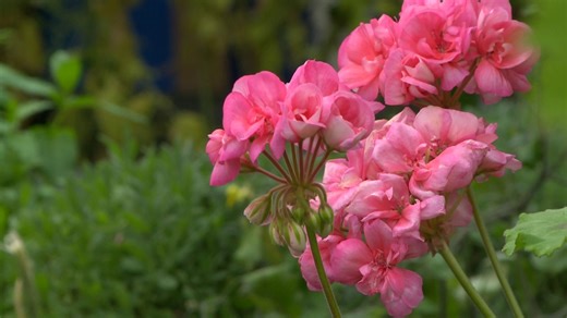 Aquaponic farm uses fish to grow fruits and vegetables